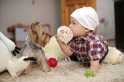 Pet Hair Cleaning